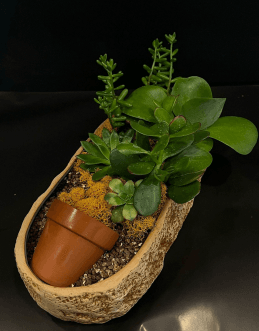 plants